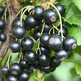 Blackcurrant, dwarf